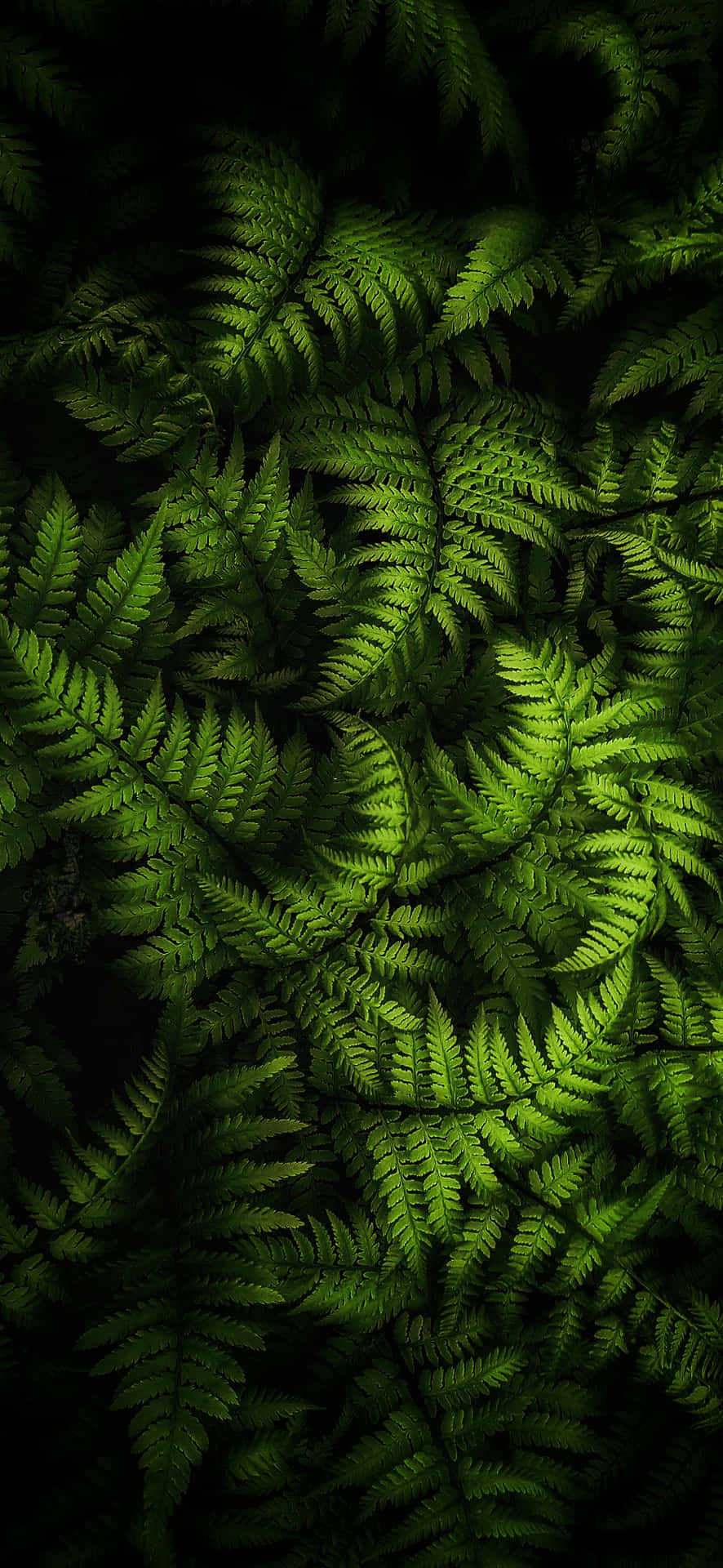 Fern Leaves On A Dark Background Background