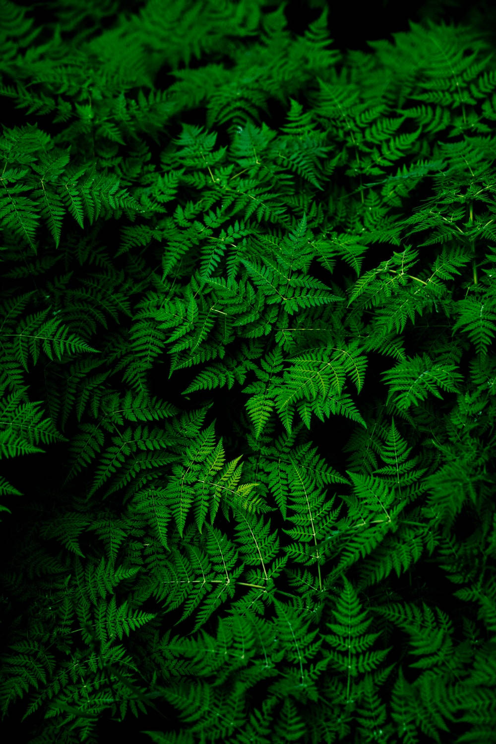 Fern Leaves Plain Green Background