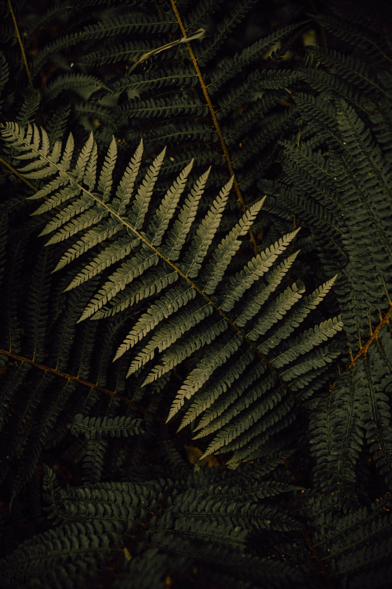 Fern Leaves Plant Aesthetic Background