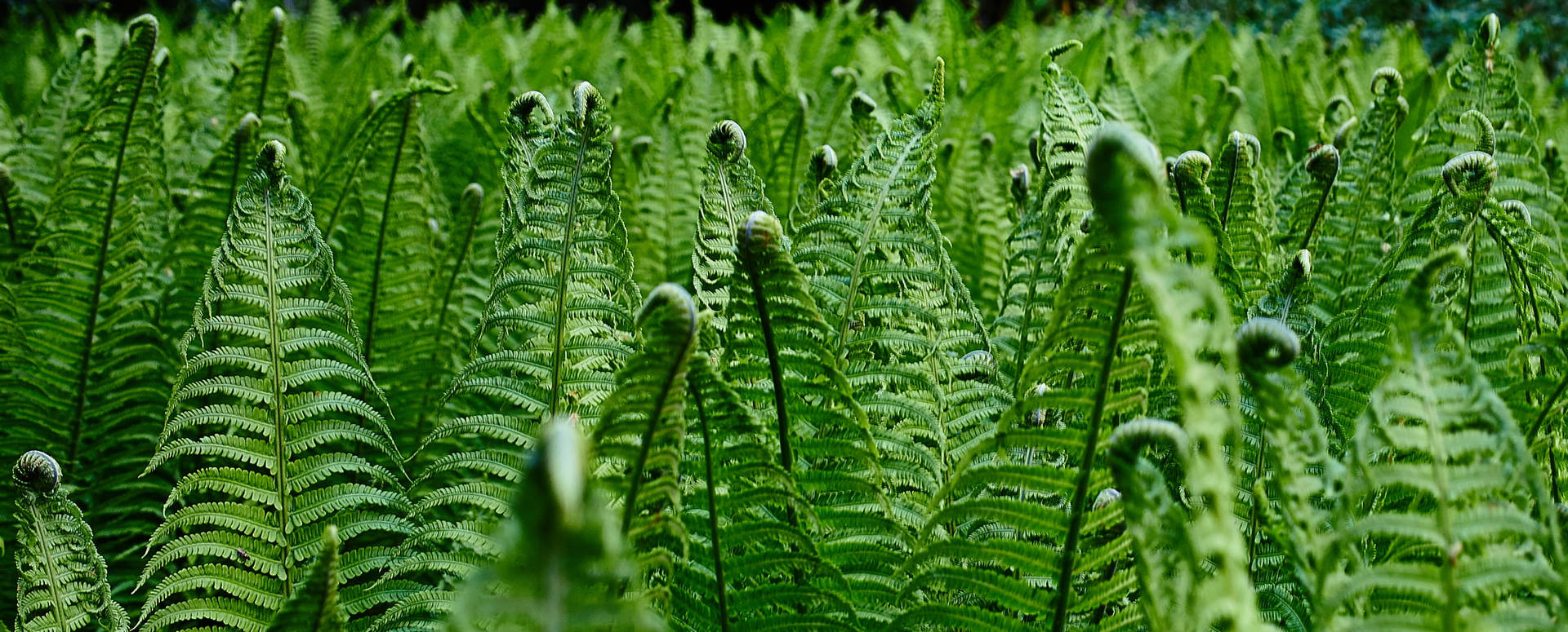 Ferns Green Leaves Background