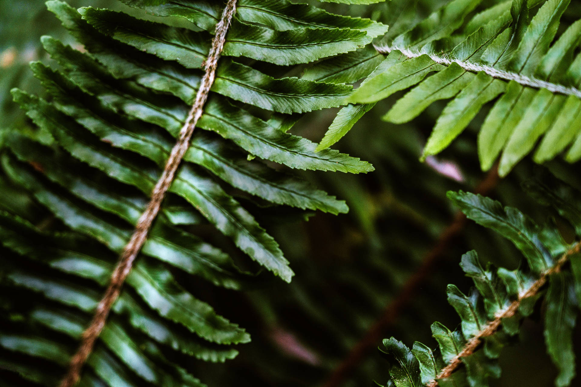 Ferns In Green Nature Background