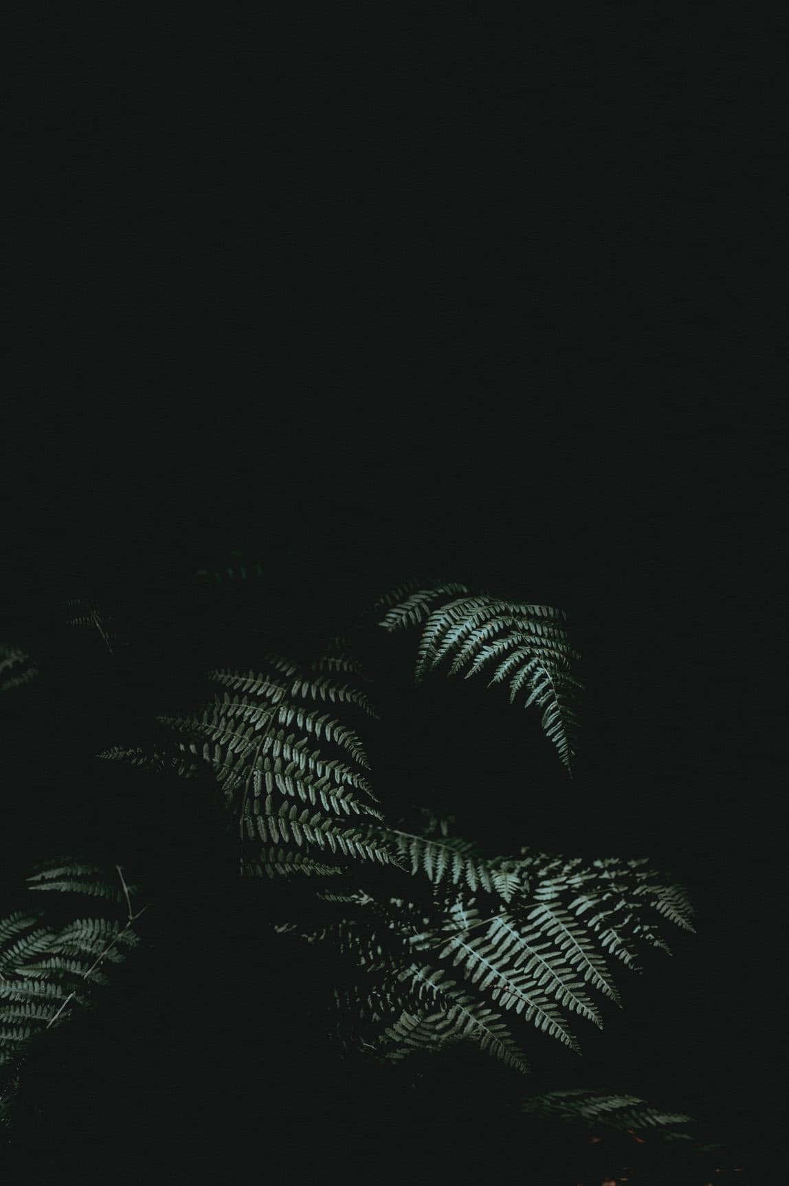 Ferns In The Dark Background