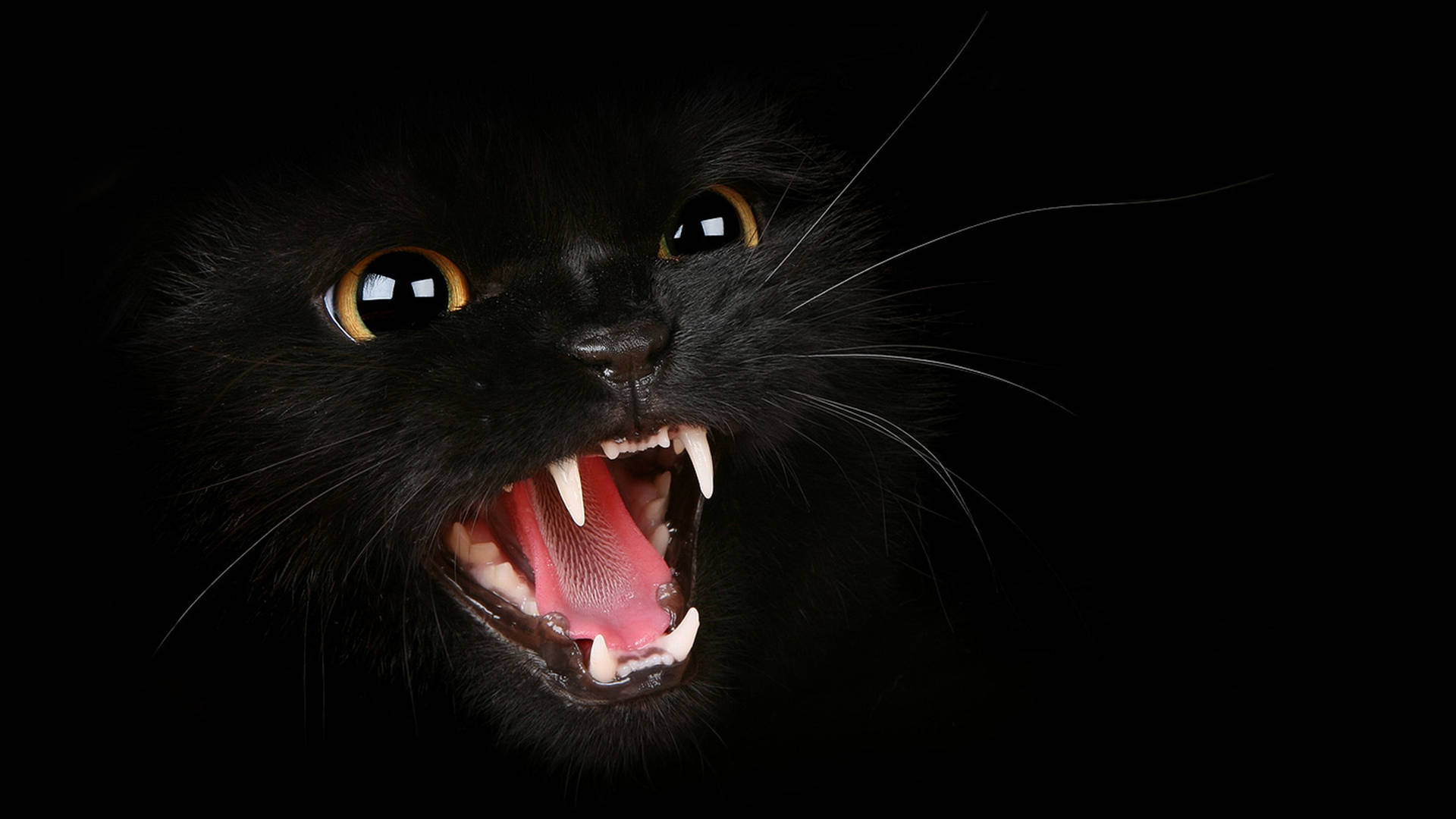Ferocious Black Cool Cat Background
