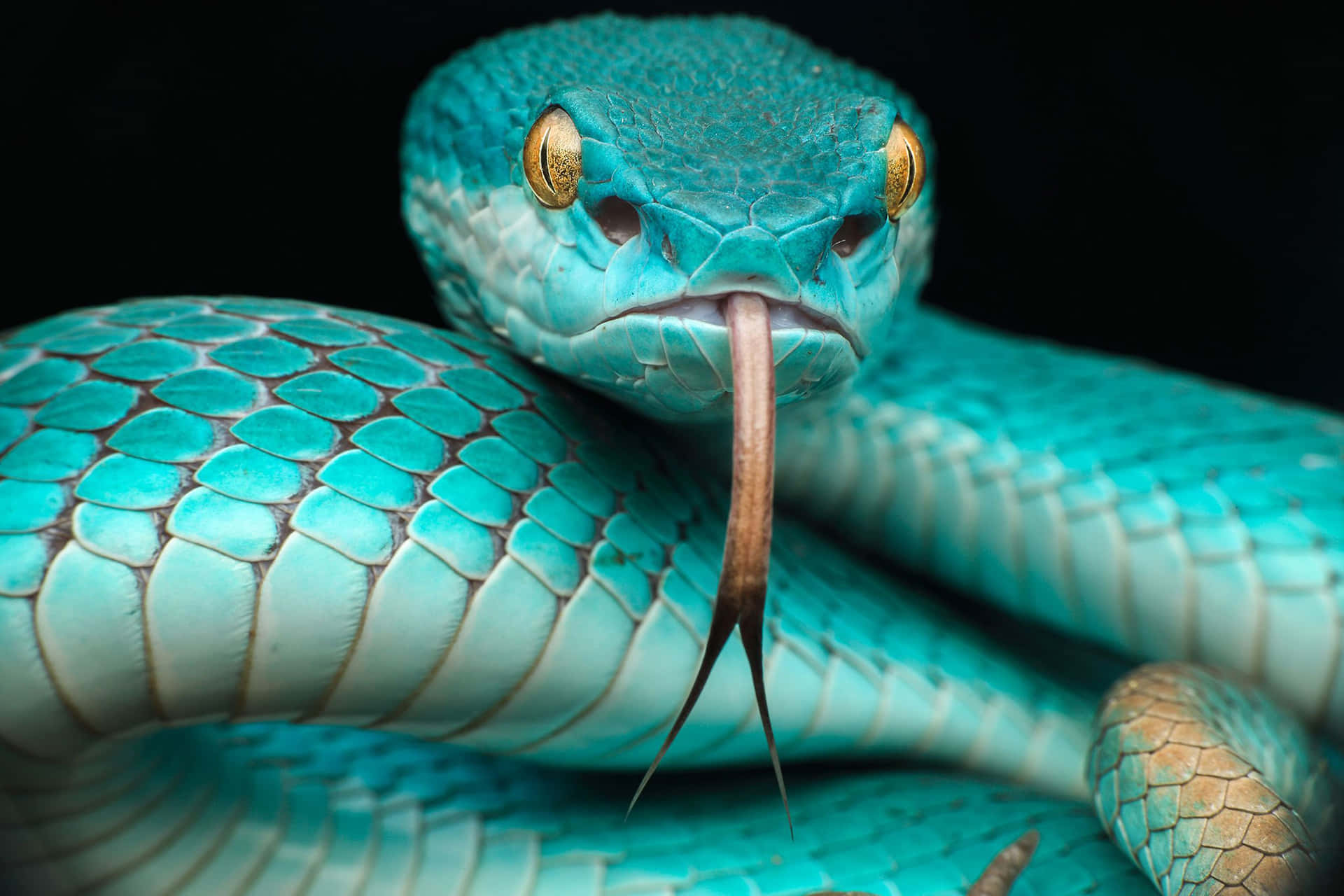 Ferocious Cool Snake With Golden Eyes Background
