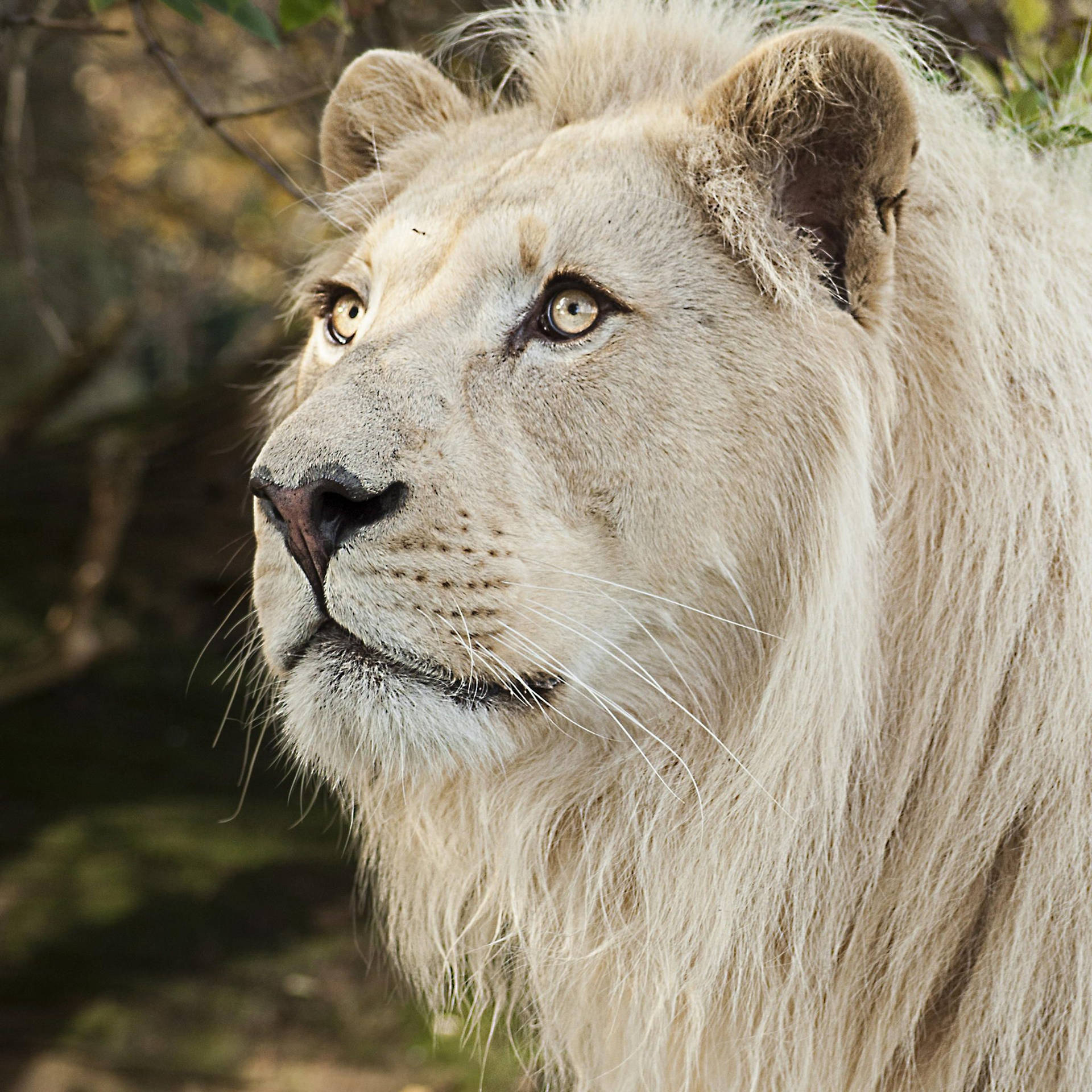 Ferocious White Lion Background