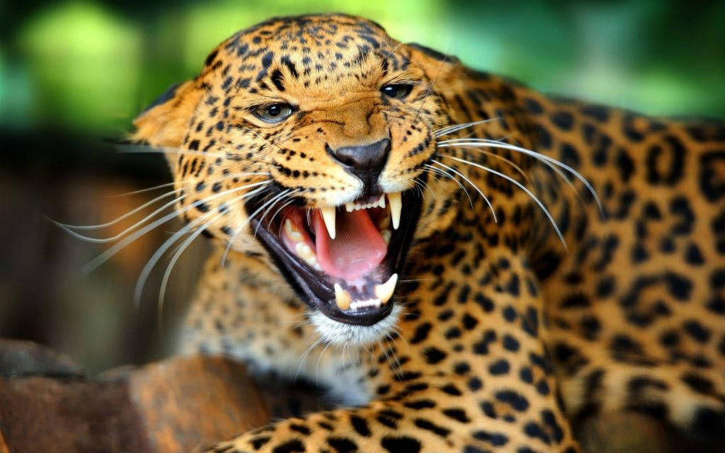 Ferocious Wild Animal Leopard Background