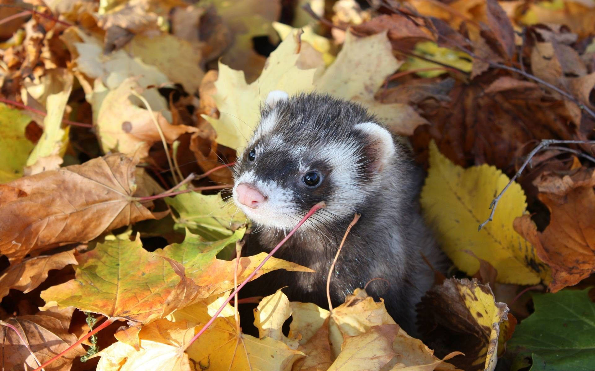Ferret Dry Brown Leaves Background