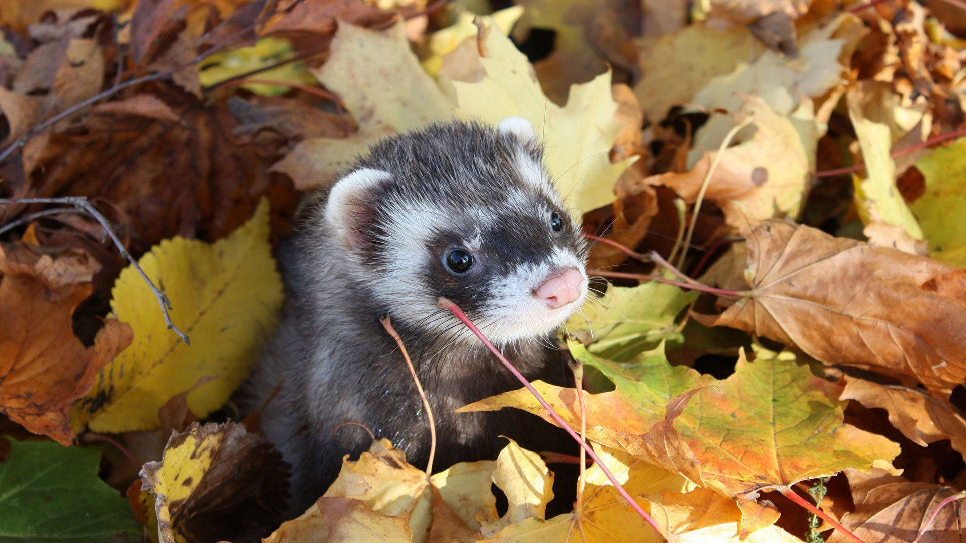 Ferret In Autumn Leaves Background