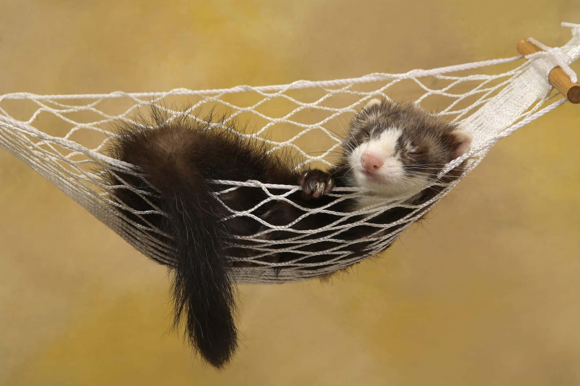 Ferret Sleepingin Hammock