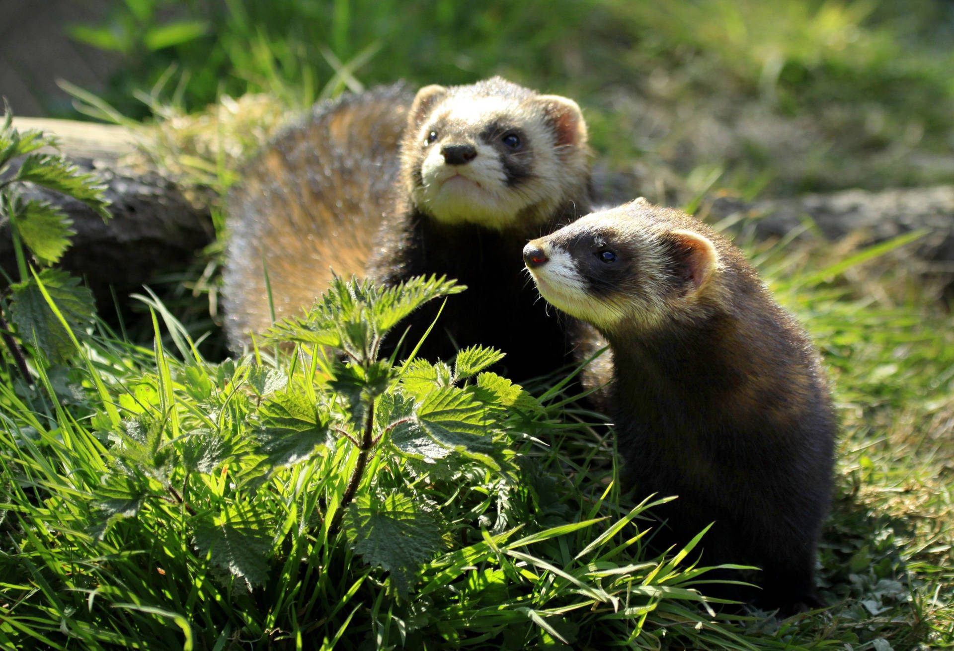 Ferrets In Grasses Background