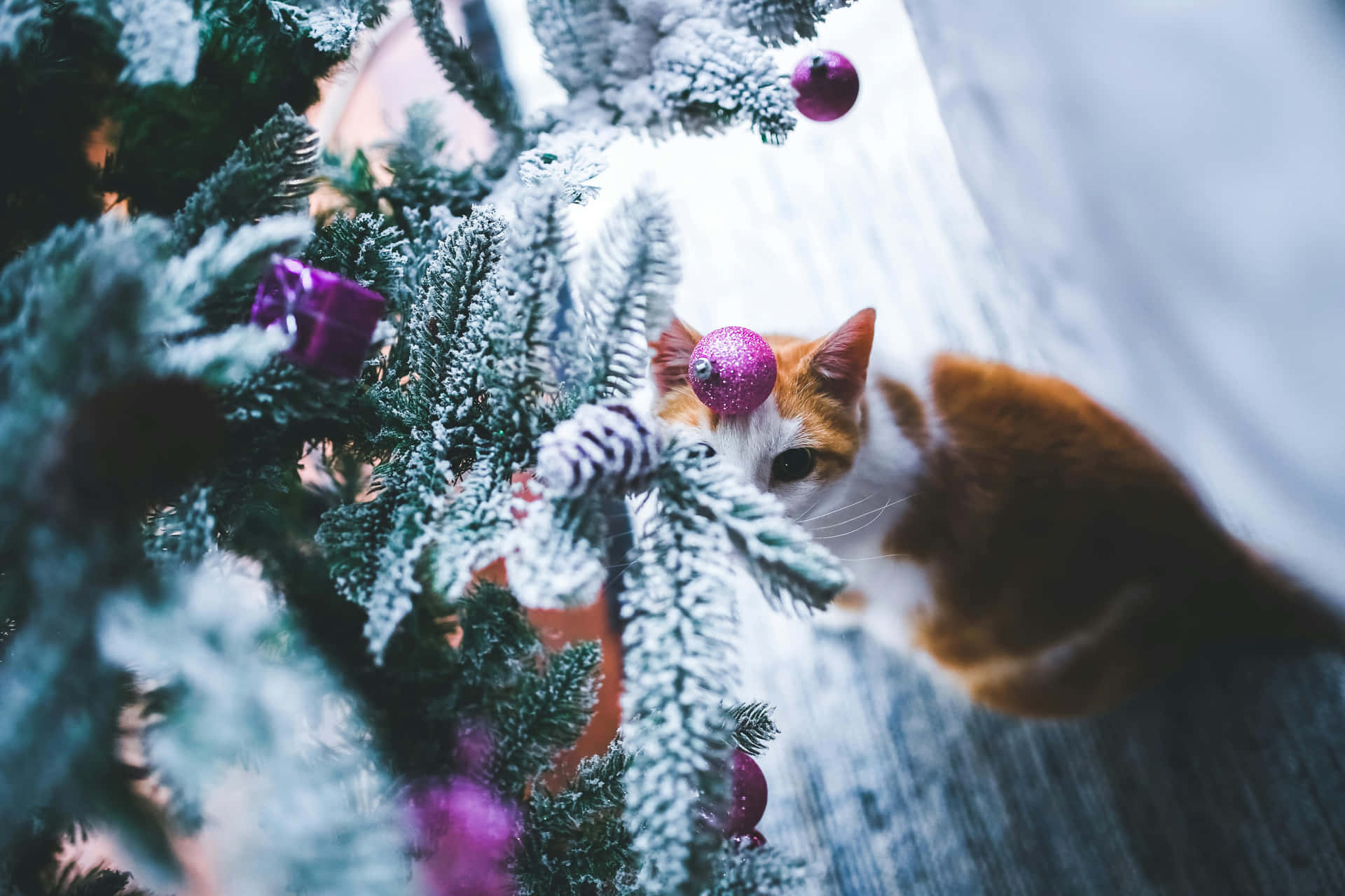 Festive Christmas Cat Peeking Through Tree.jpg