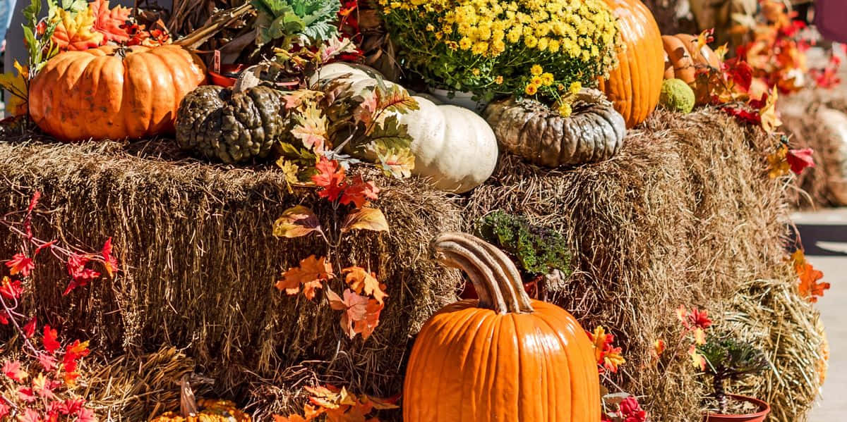 Festive Fall Pumpkins Display Background