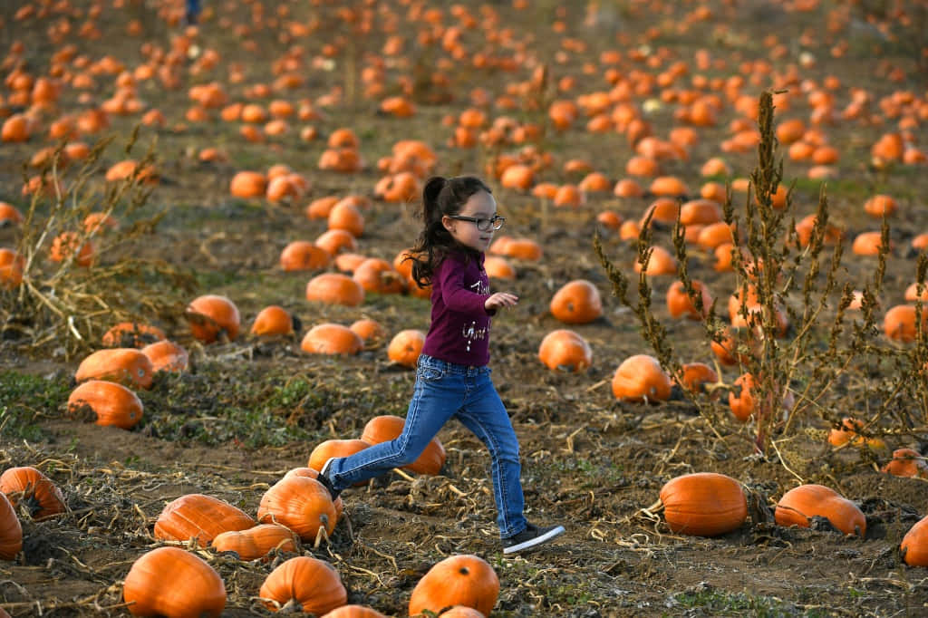 Festive Fall Pumpkins Display Background