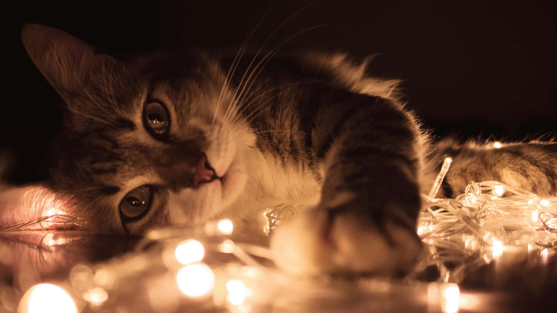 Festive_ Feline_ Amidst_ Twinkling_ Lights.jpg Background