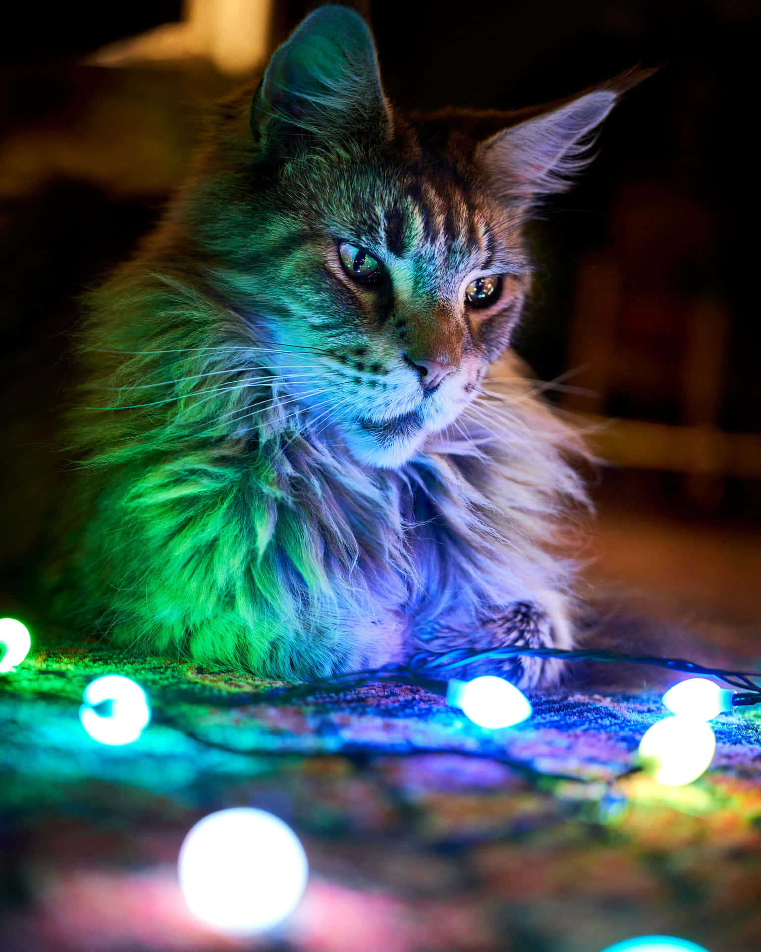 Festive Feline Among Christmas Lights