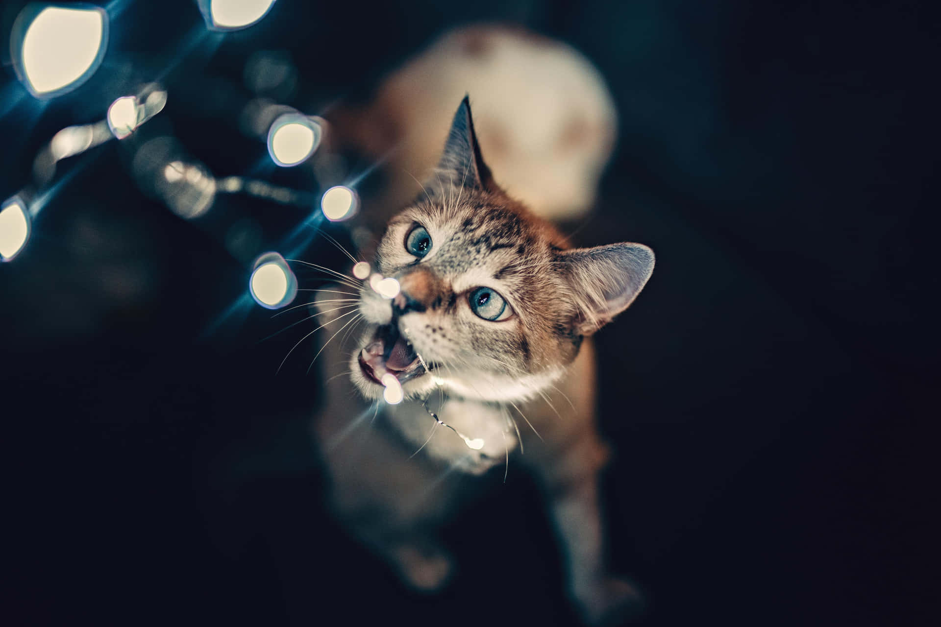 Festive Feline Among Twinkling Lights.jpg Background
