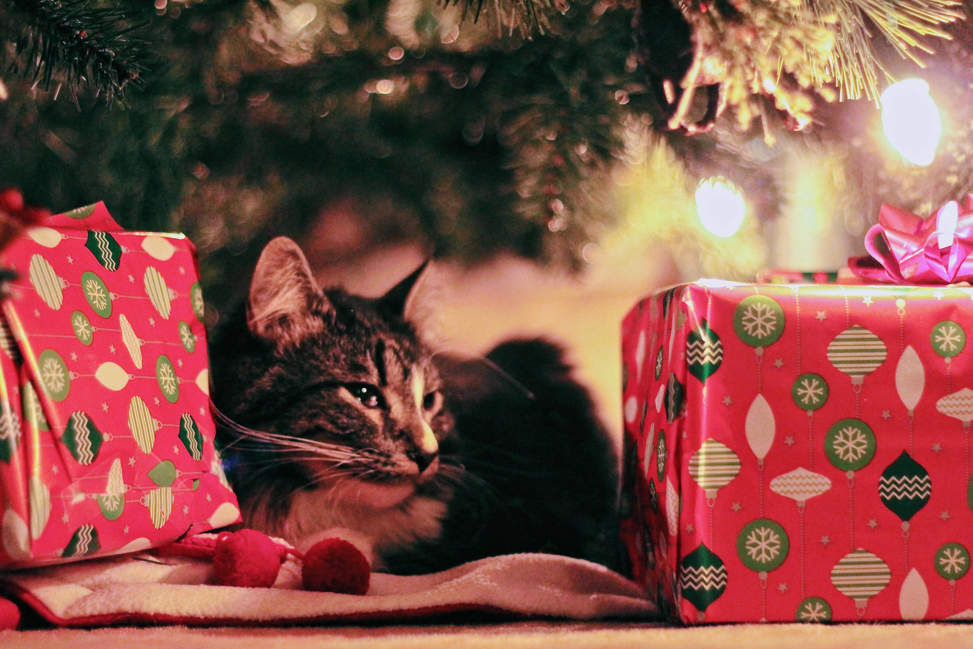 Festive Feline In High Resolution Christmas Background Background