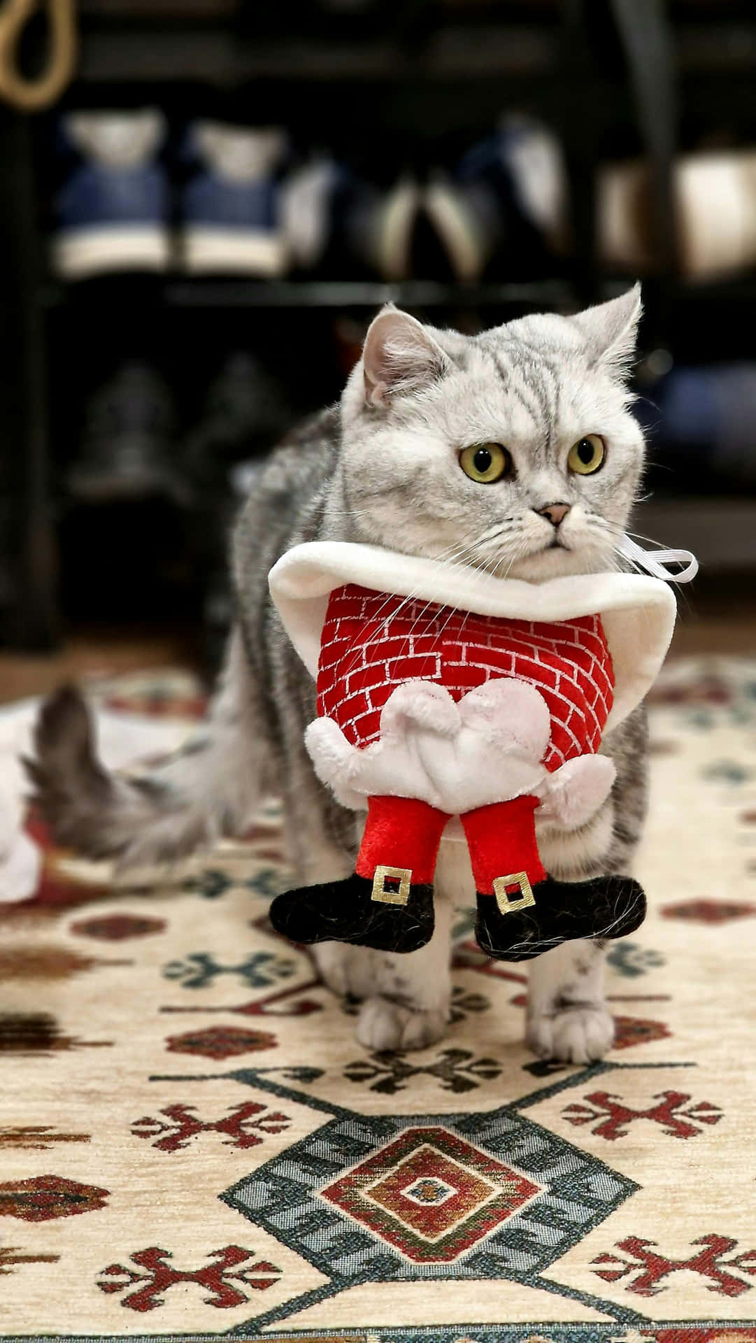 Festive Felinein Santa Outfit
