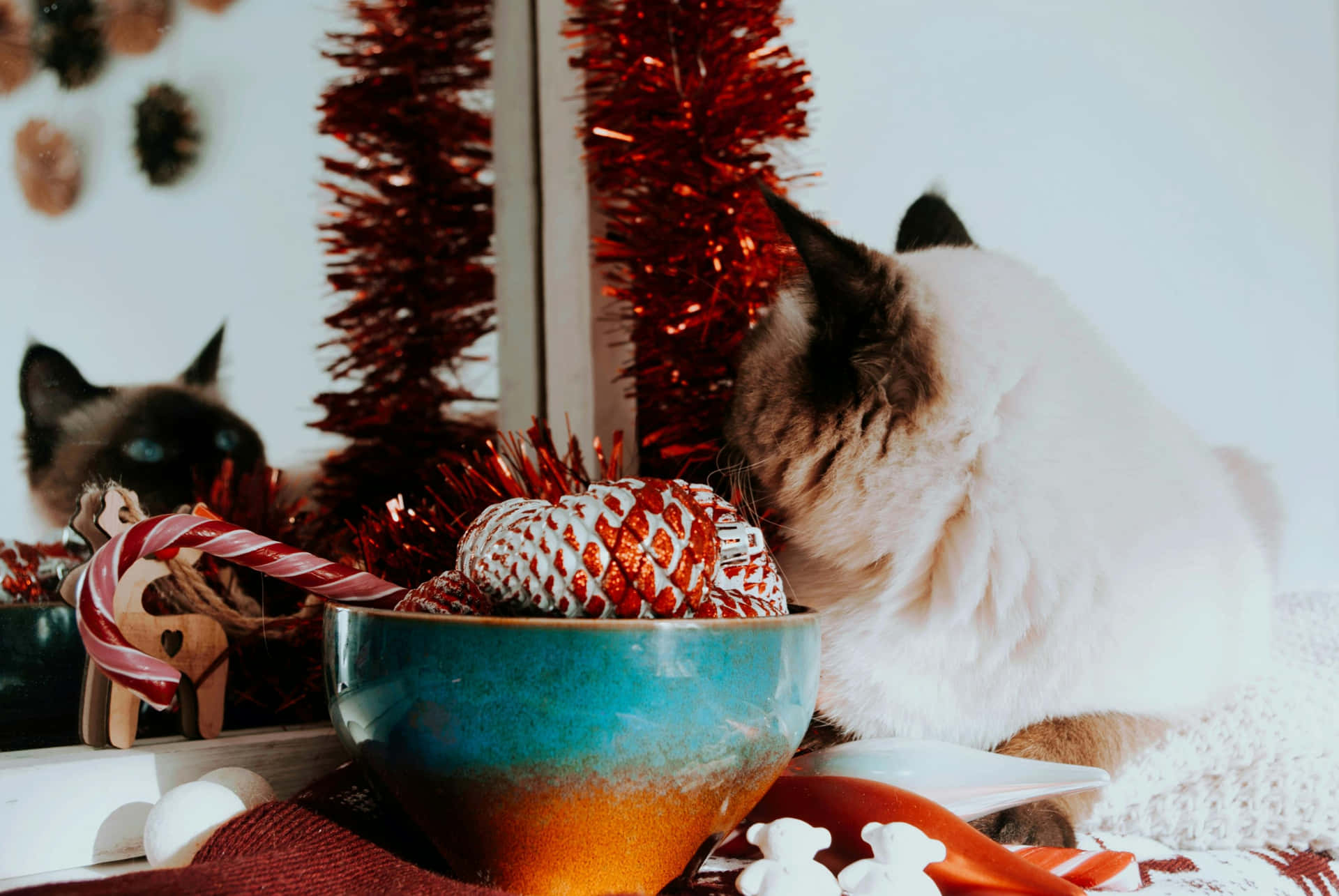 Festive Kitty Christmas Decorations Background