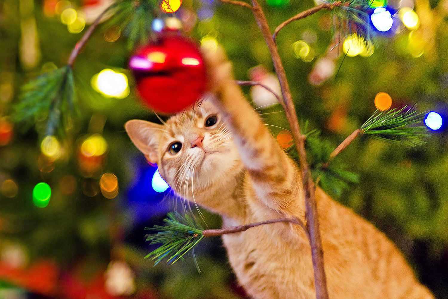 Festive Kitty Christmas Ornament Play