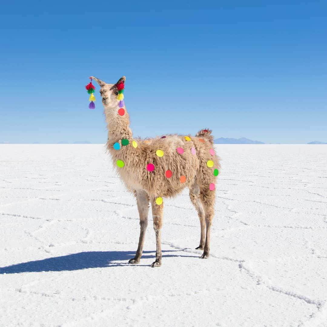 Festive Llamaon Salt Flats Background