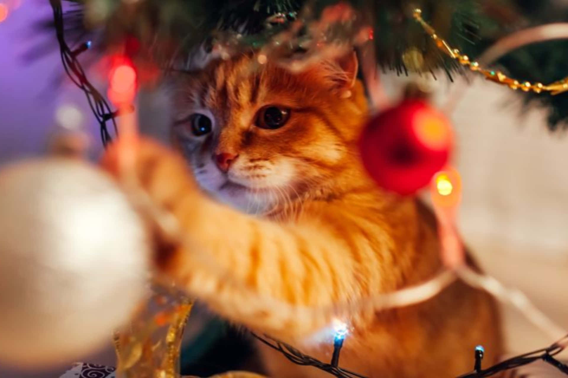 Festive Orange Tabby Christmas Tree Decorations.jpg