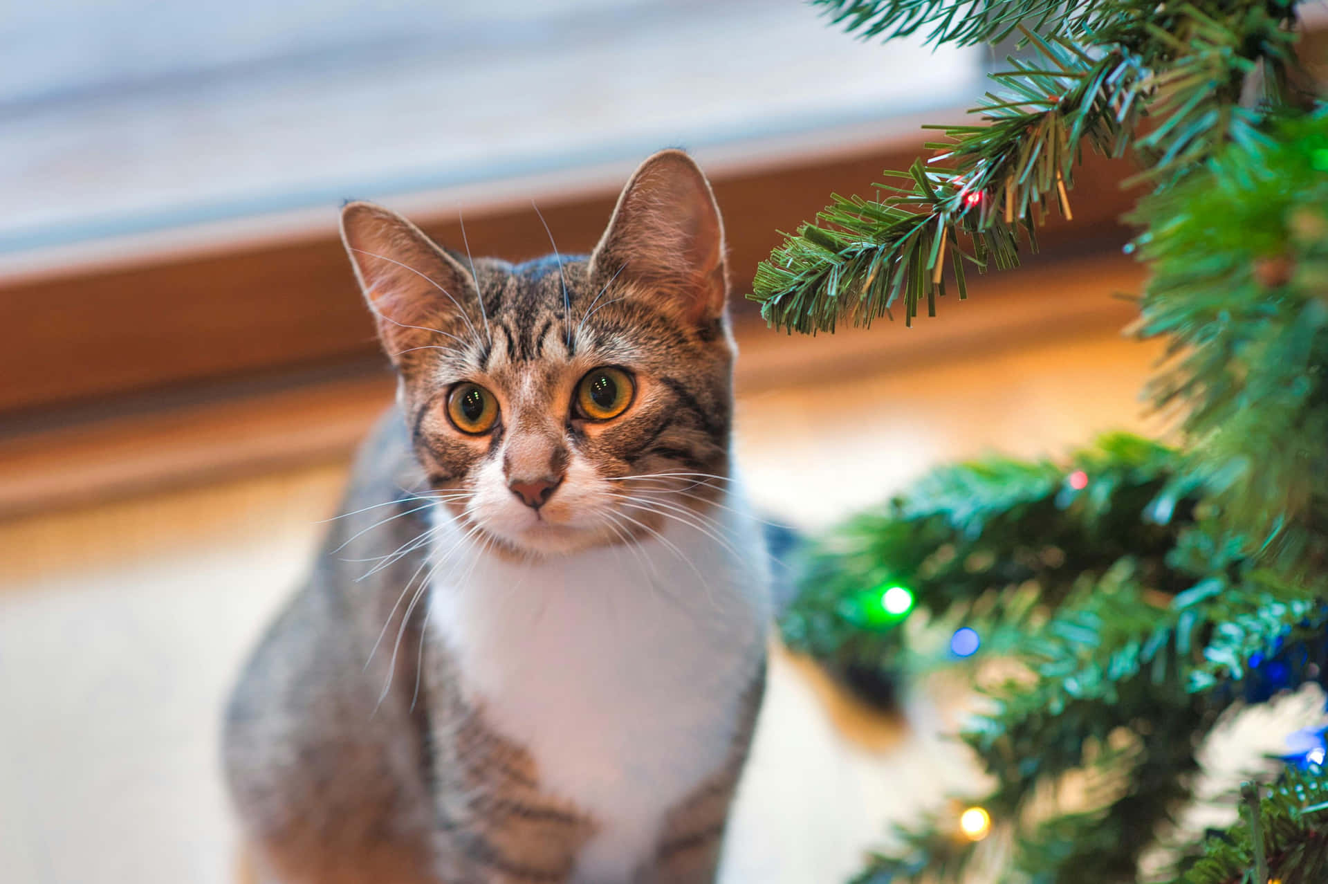 Festive Tabby Cat Beside Christmas Tree.jpg