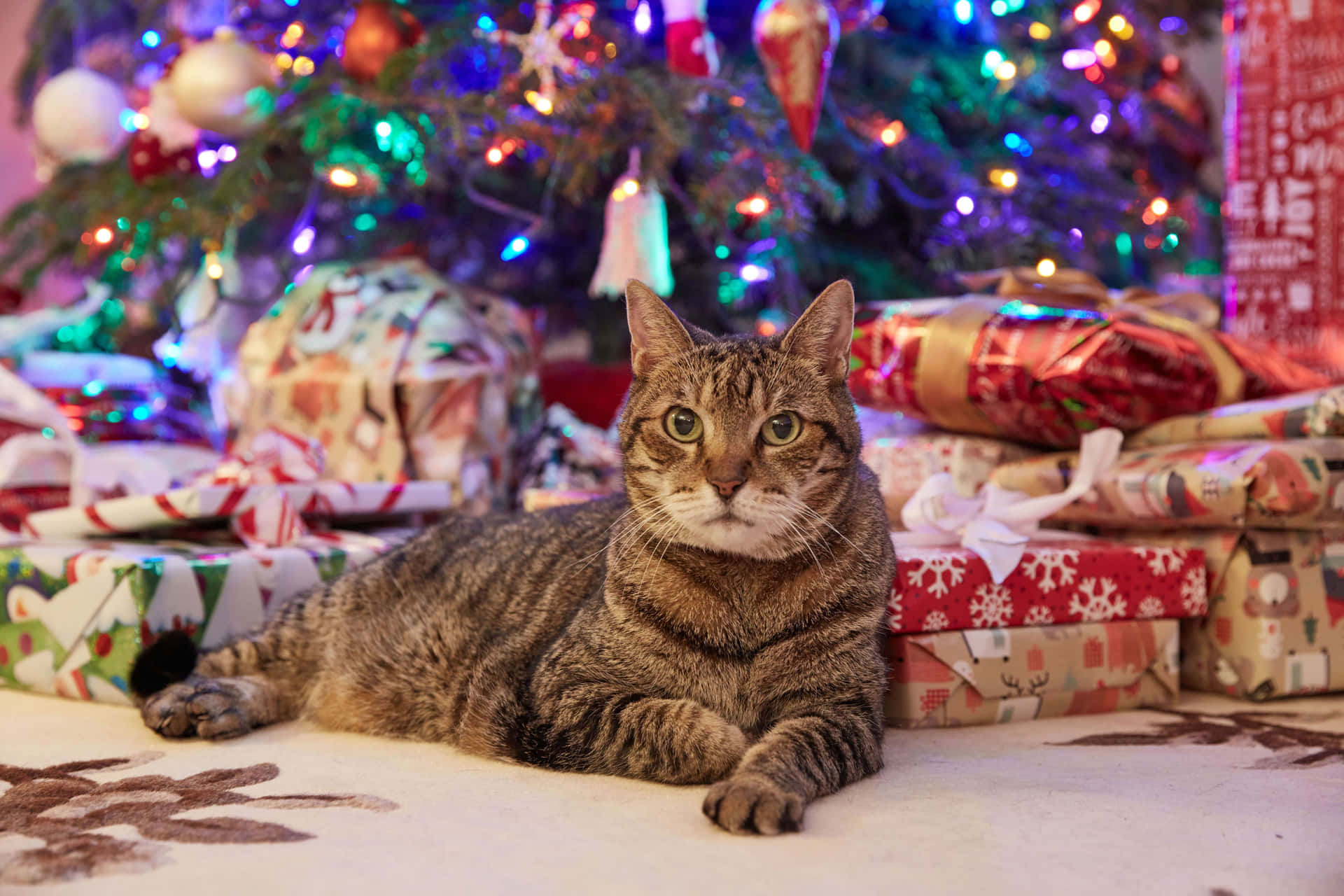 Festive Tabby Cat Christmas Tree Presents.jpg