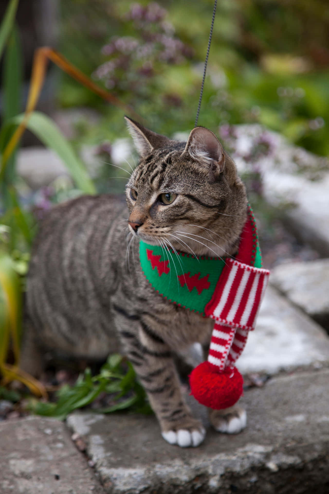 Festive Tabby Catin Christmas Scarf