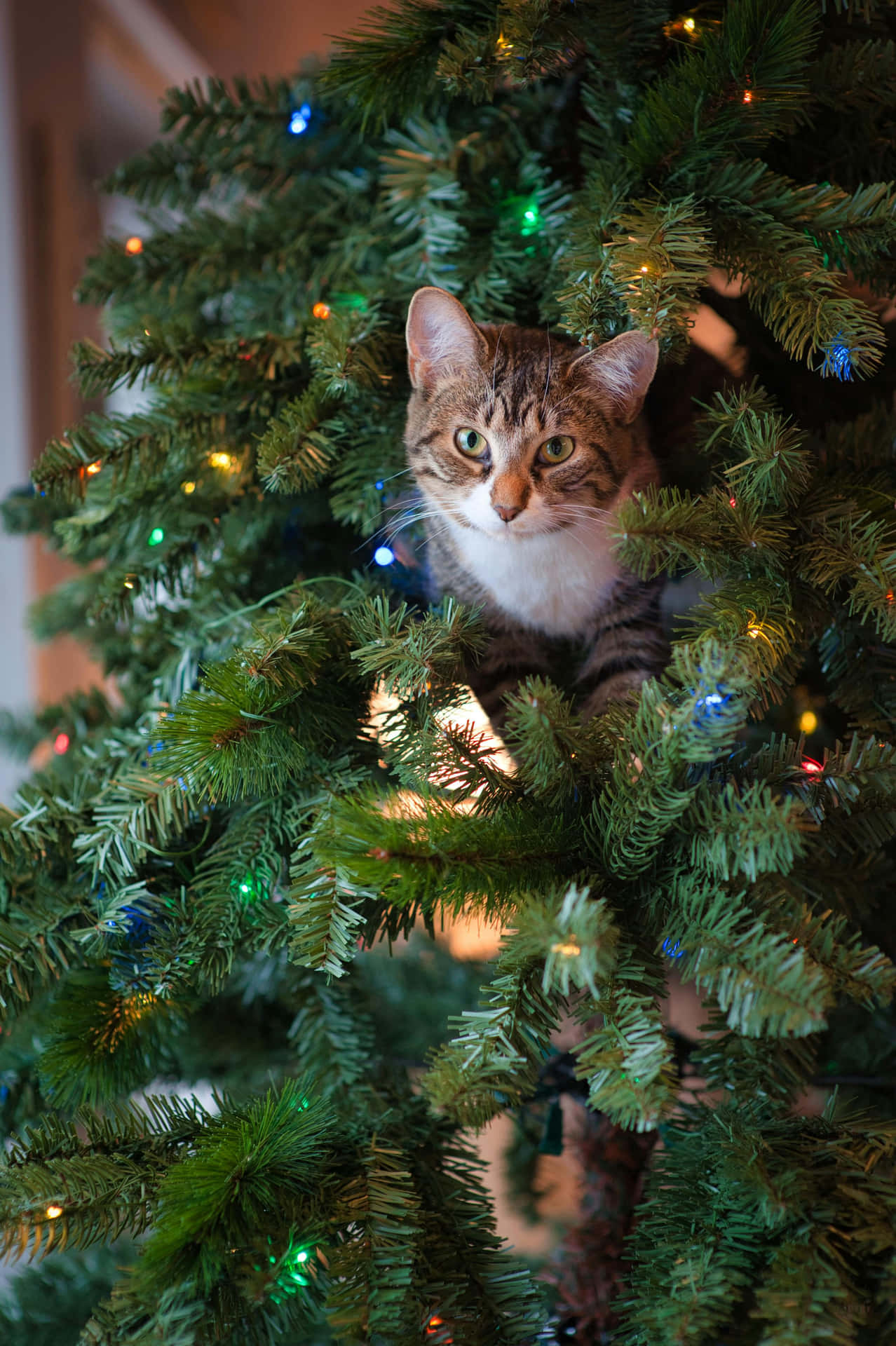 Festive Tabby Catin Christmas Tree.jpg Background