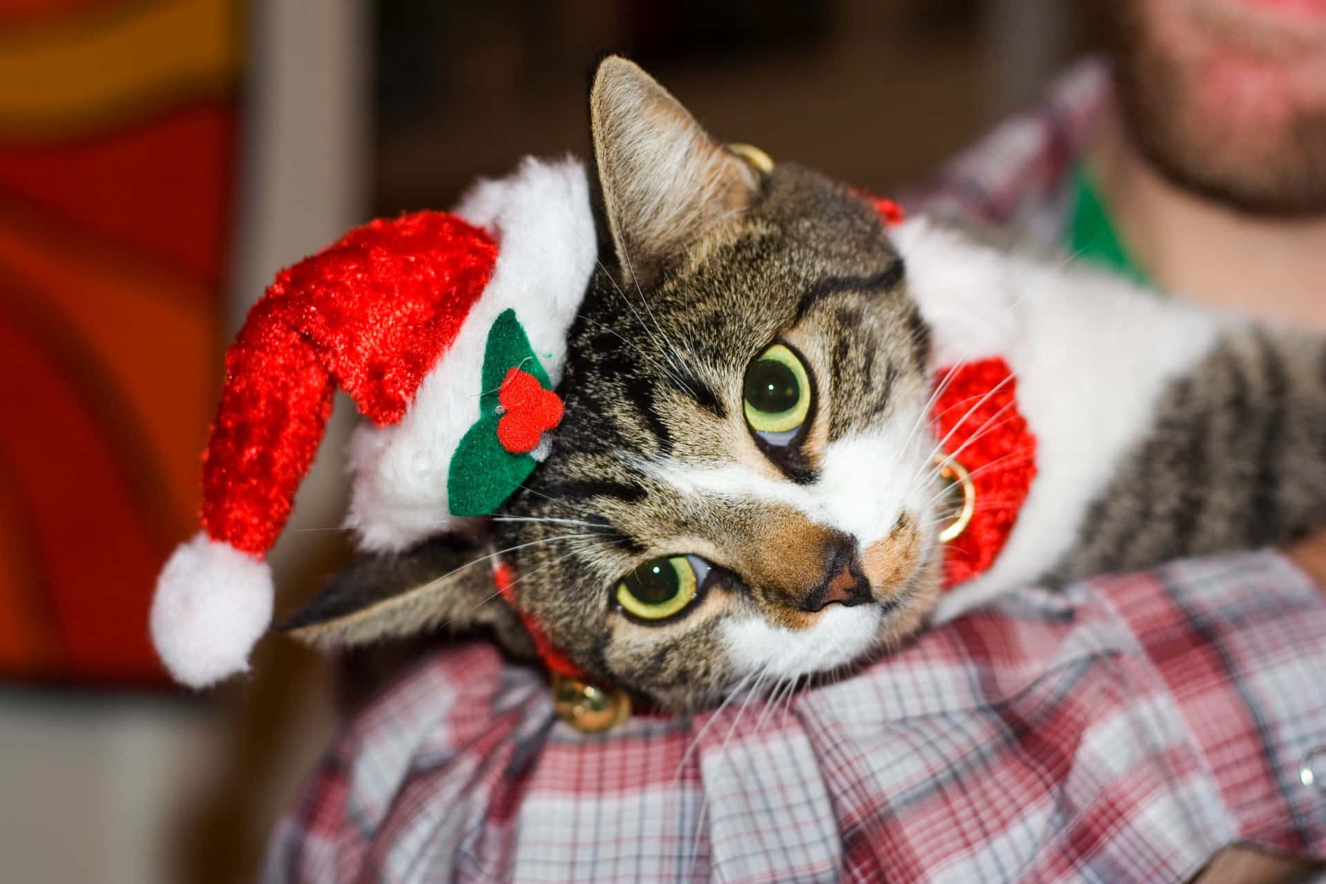 Festive Tabby Catin Santa Hat