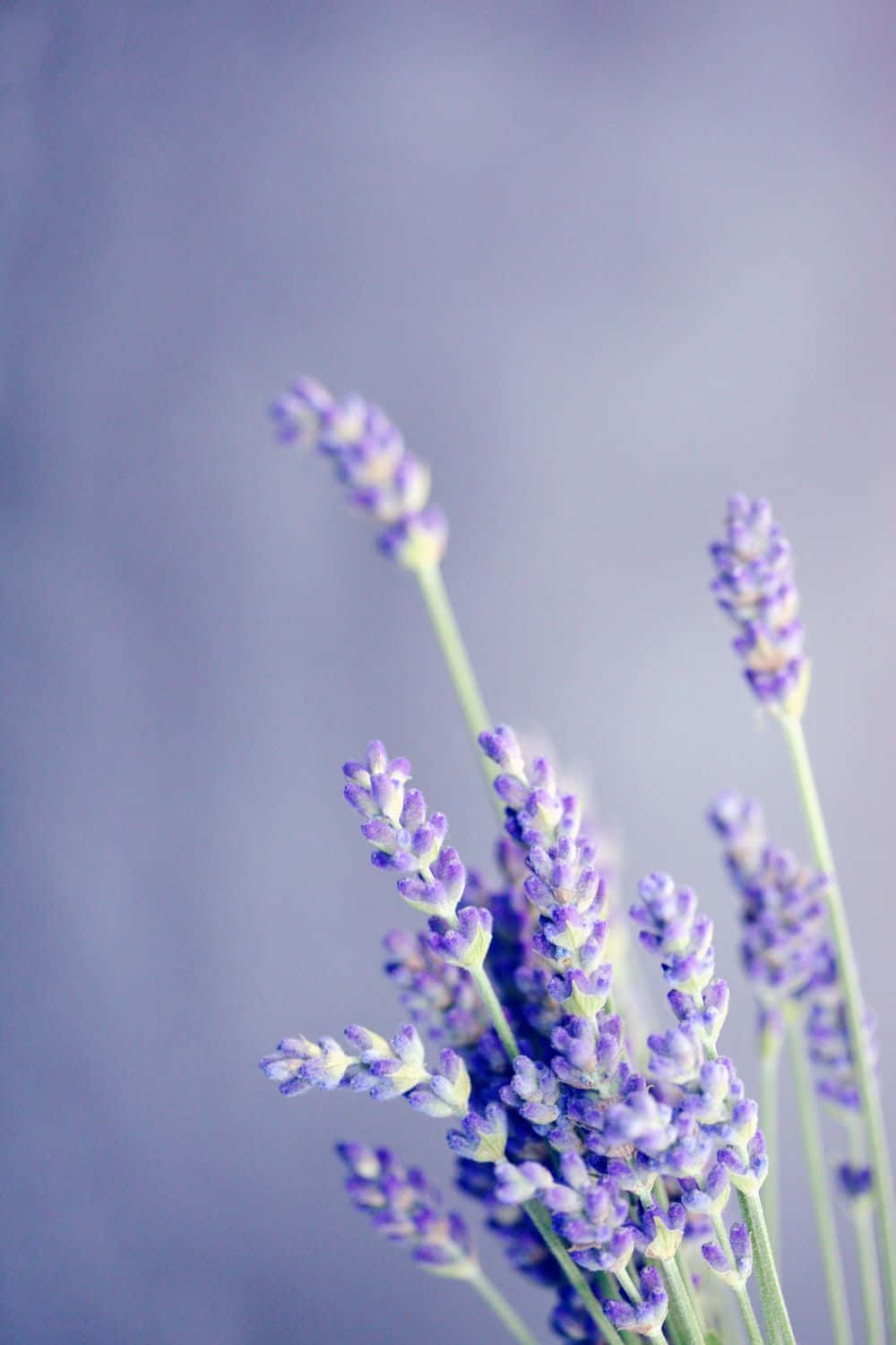 Few Stalks Of Lavender Purple Flowers