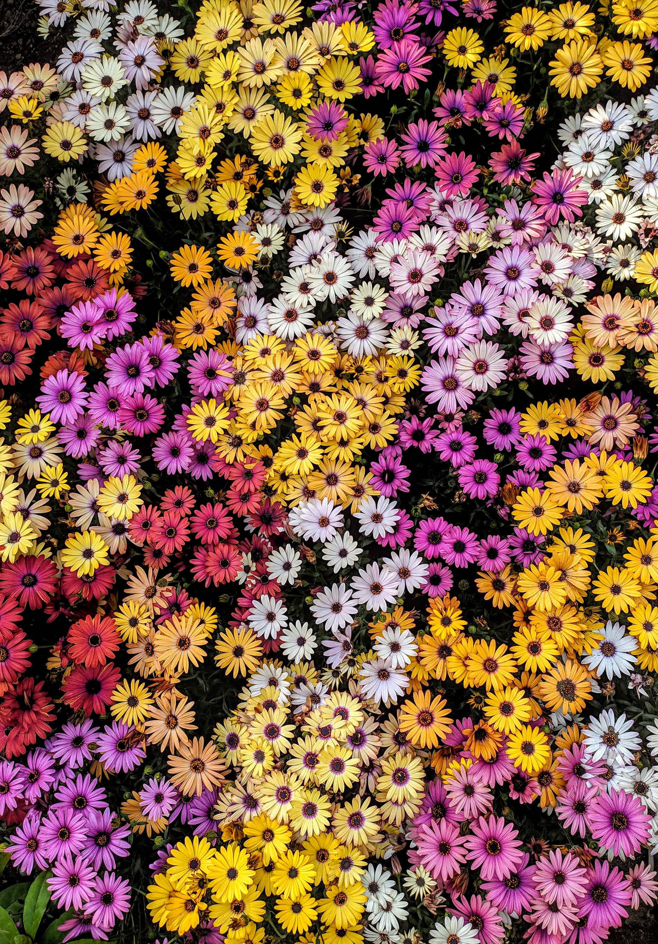 Field Colorful Daisy Aesthetic