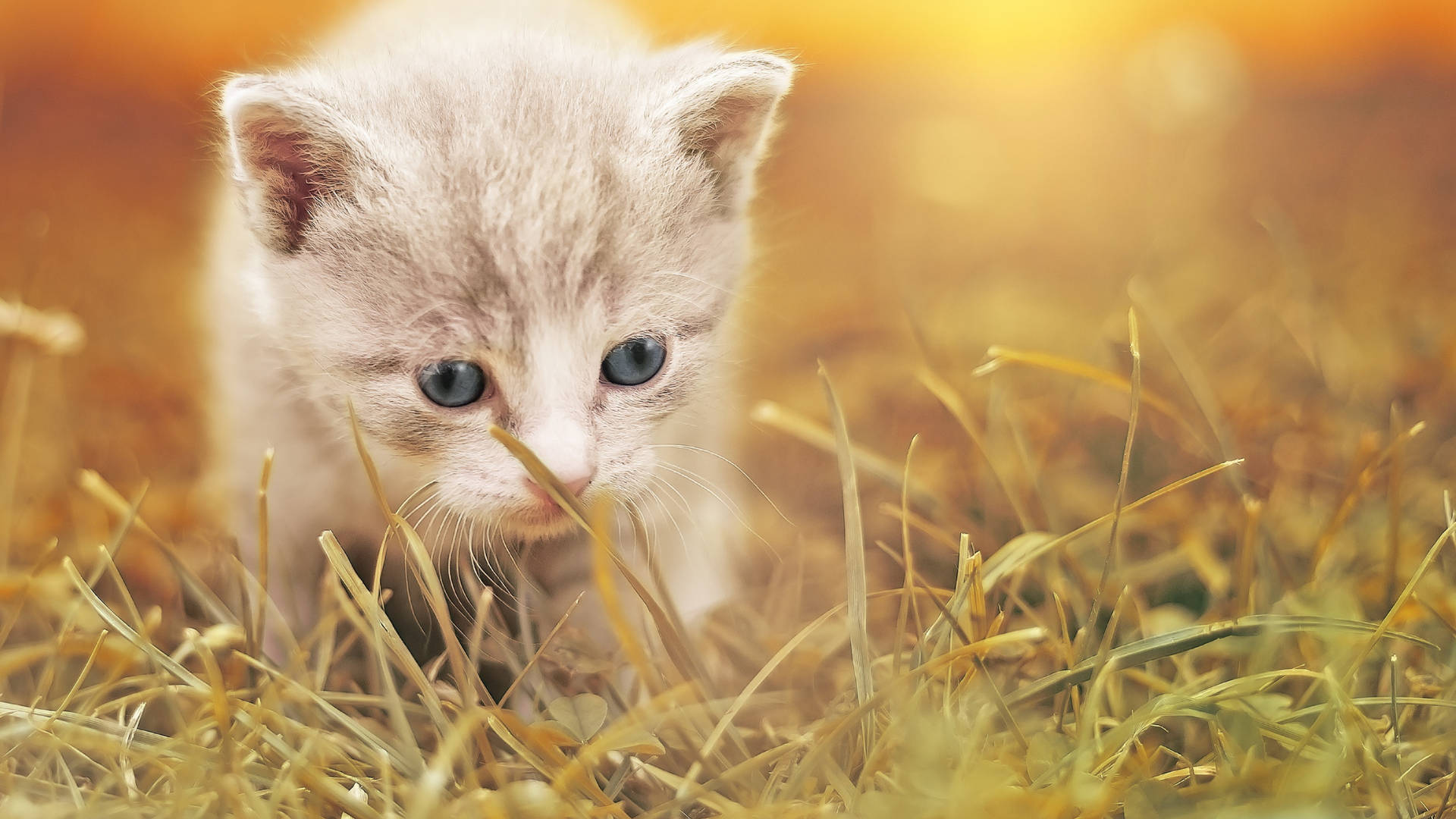 Field Cute Cat Hd Background