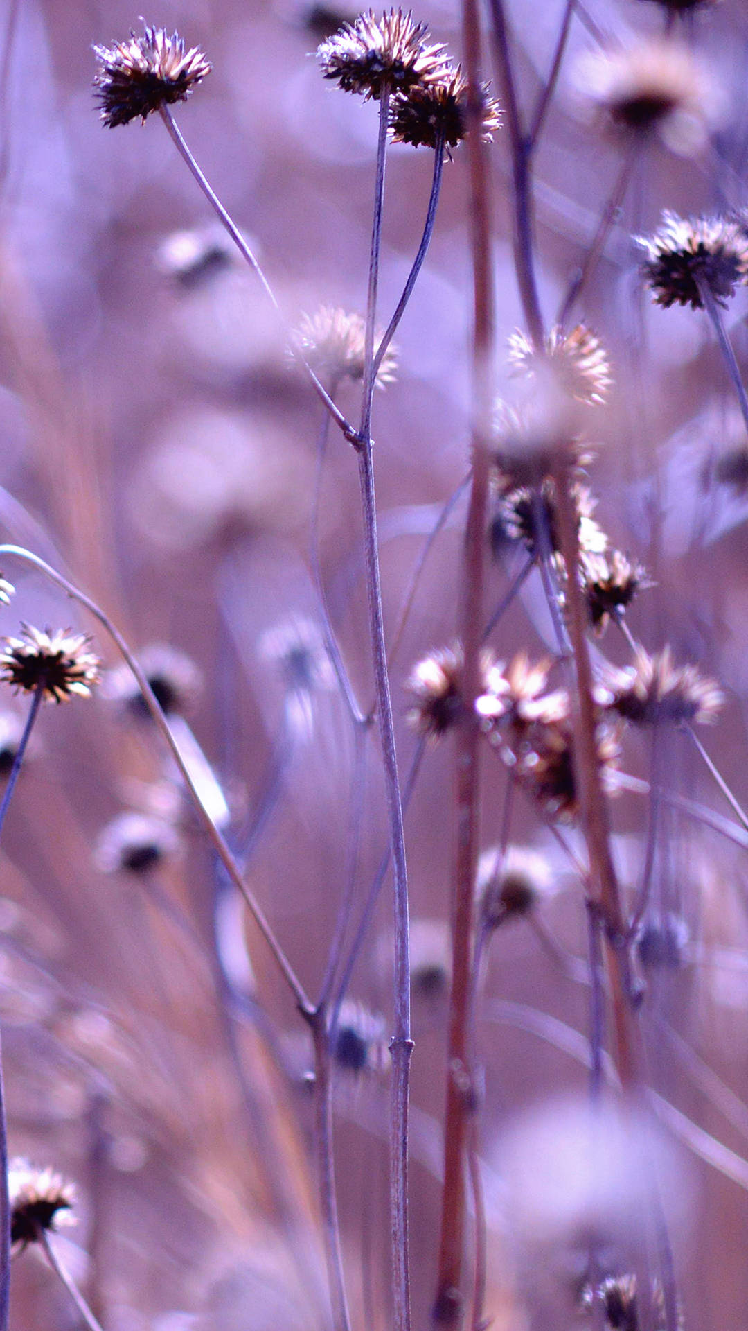 Field Of Aesthetic Purple Flower Background