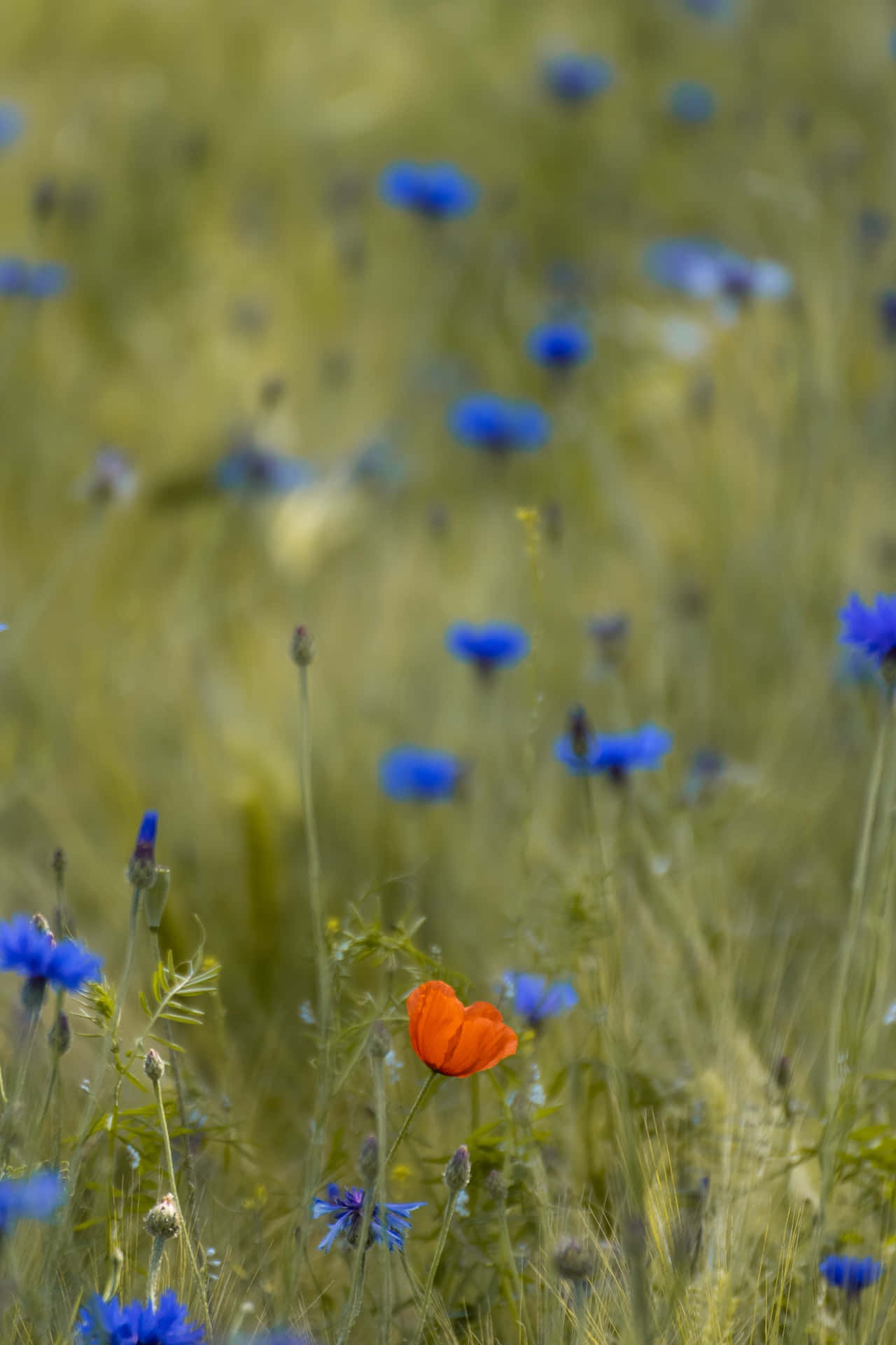 Field Of Blue Flowers Phone Background