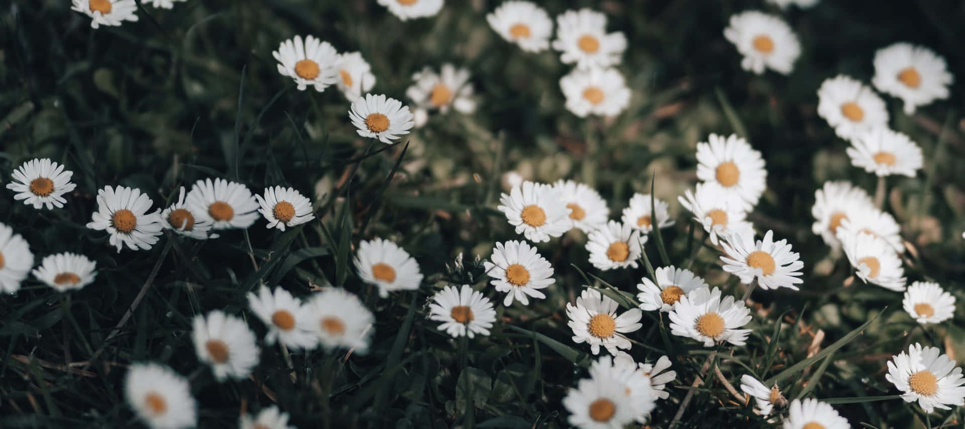 Field Of Daisy Aesthetic Computer Background