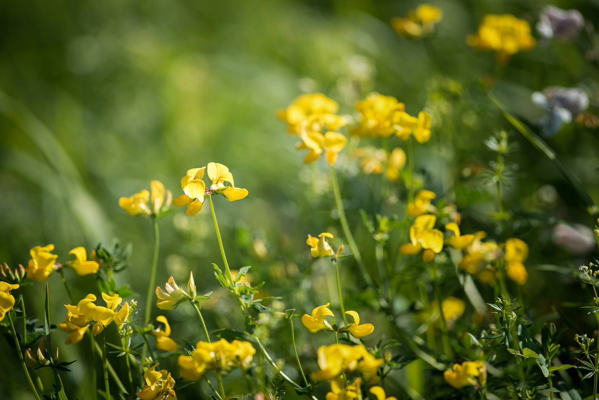 Field Of Fenugreek Flowers