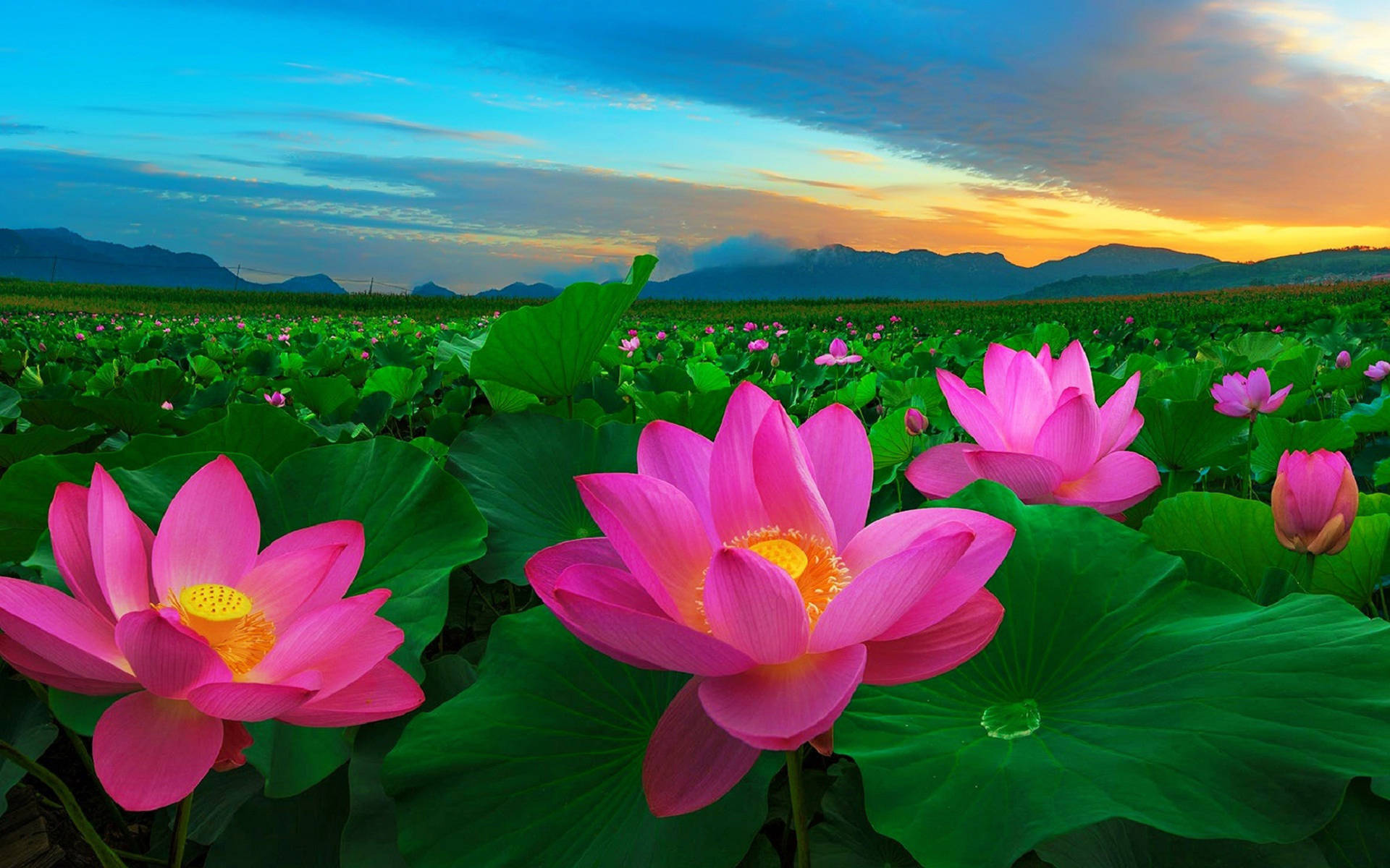 Field Of Lotus At Sunset Background