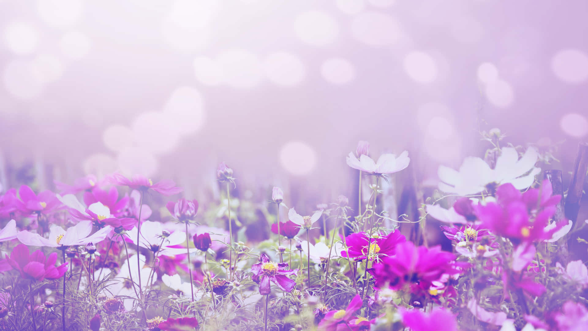 Field Of Nature Flower Background