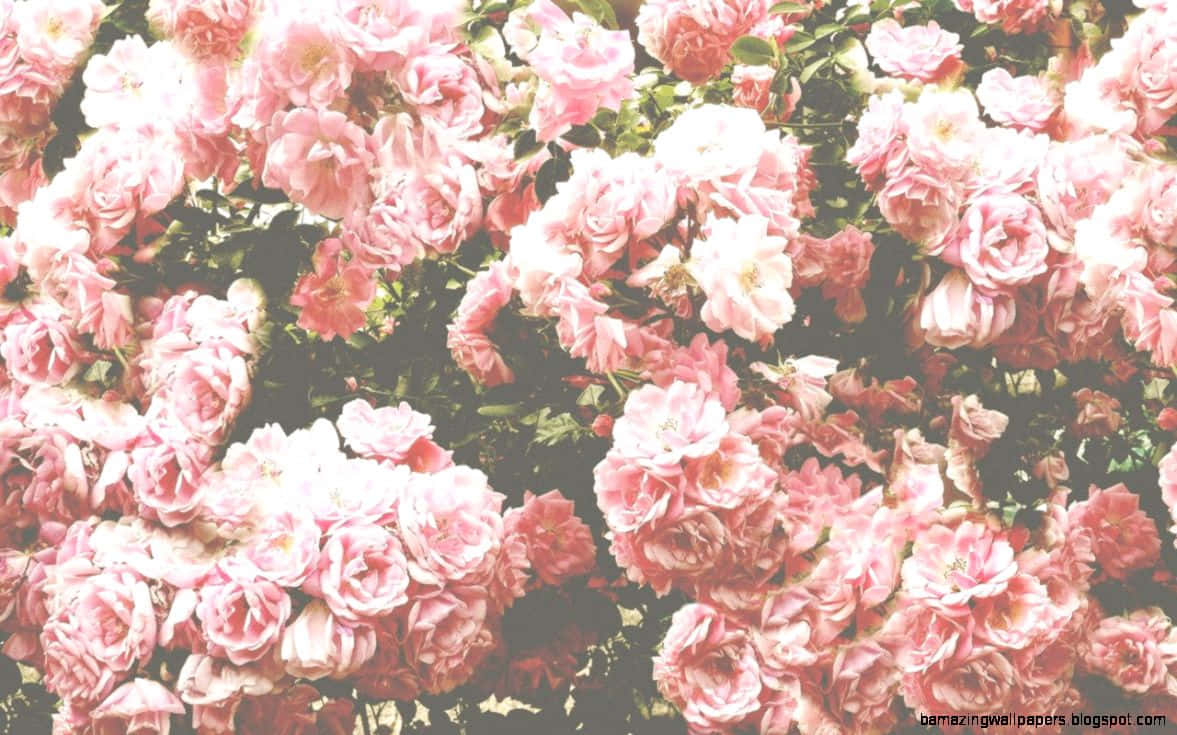 Field Of Red And Pink Roses Background