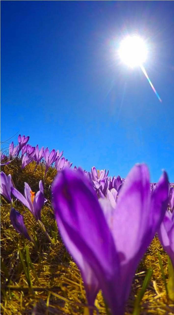 Field Of Saffron Crocus Flowers Background