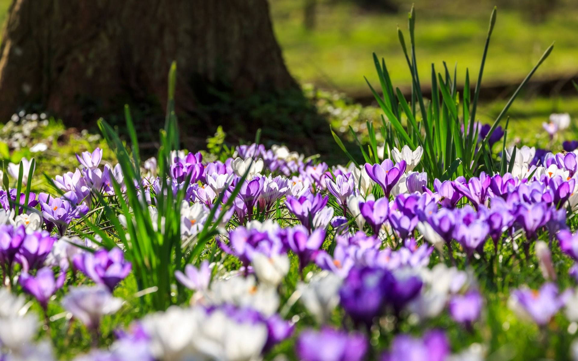 Field Of Saffron Crocus Background