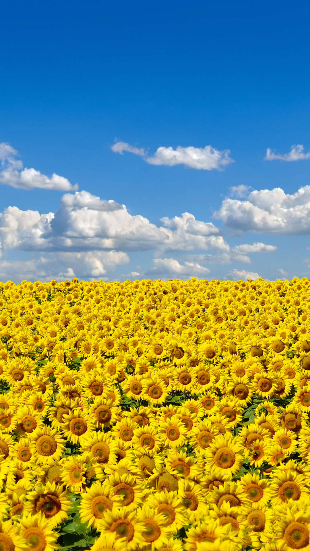 Field Of Sunflower 2160x3840 Background