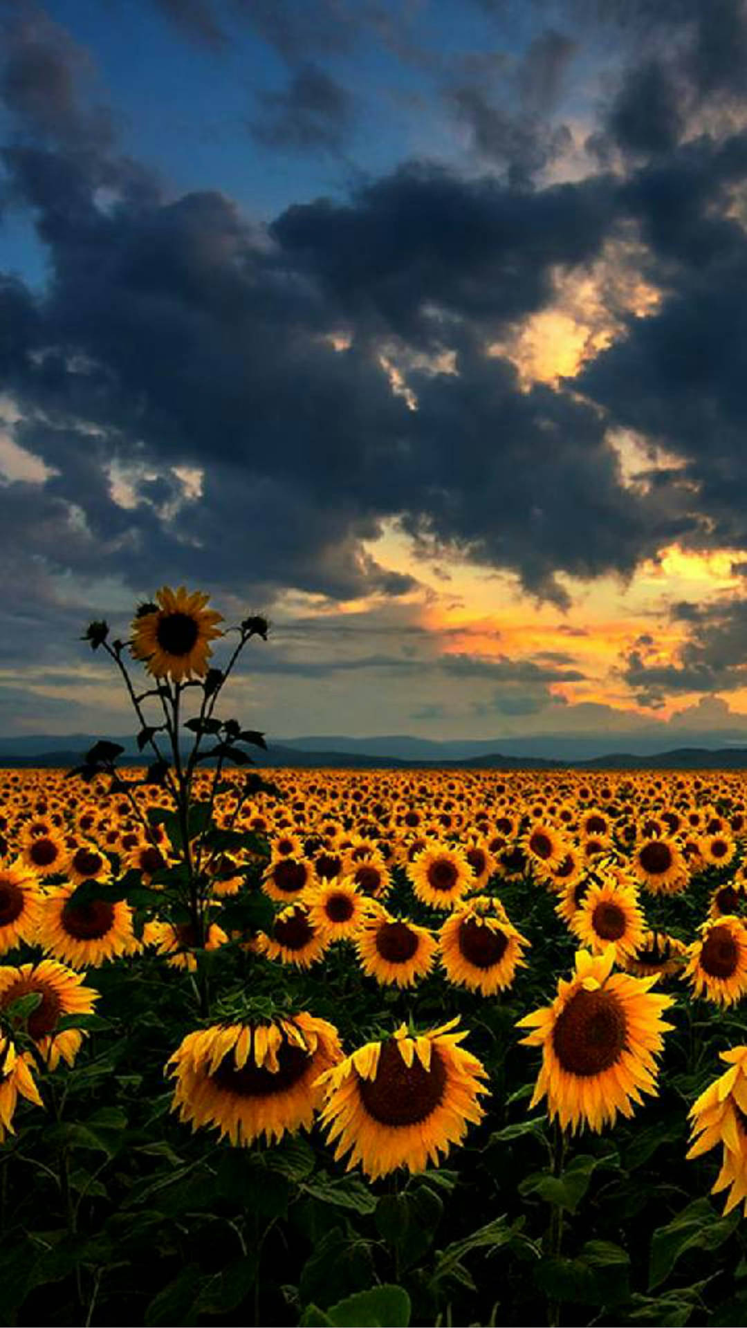 Field Of Sunflower Bunga Background