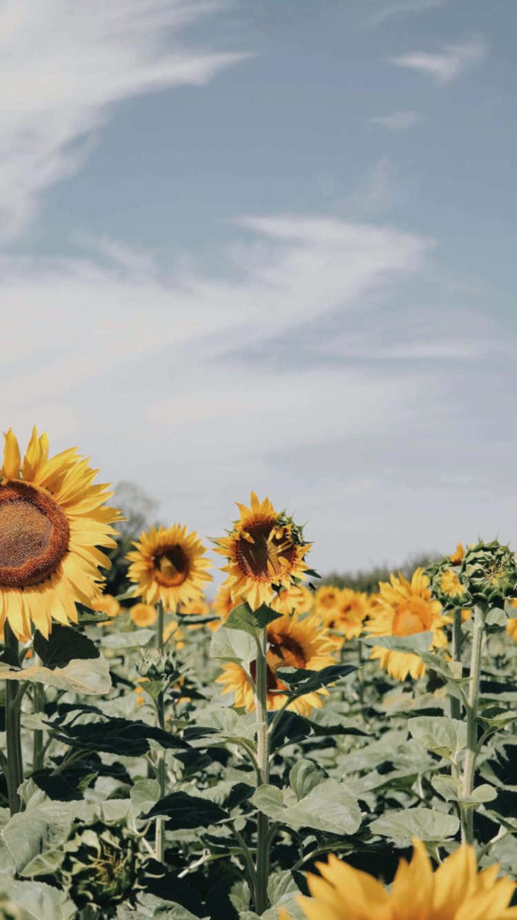 Field Of Sunflower Yellow Tumblr Aesthetic Background