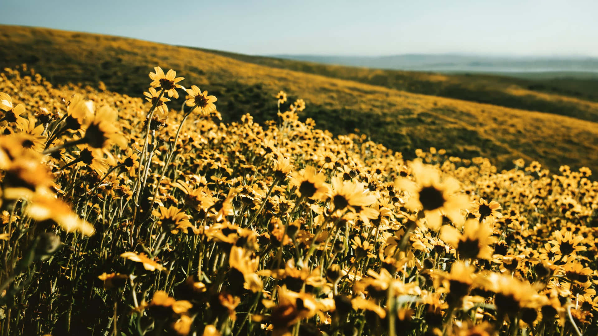 Field On A Hill Yellow Aesthetic Flower Desktop Background