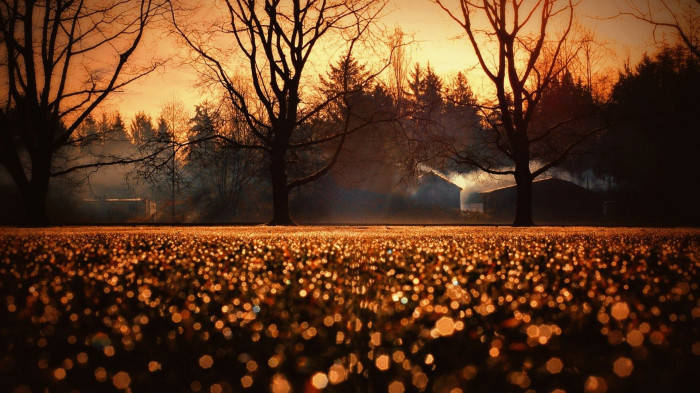 Field With Dead Trees Fall Halloween Background