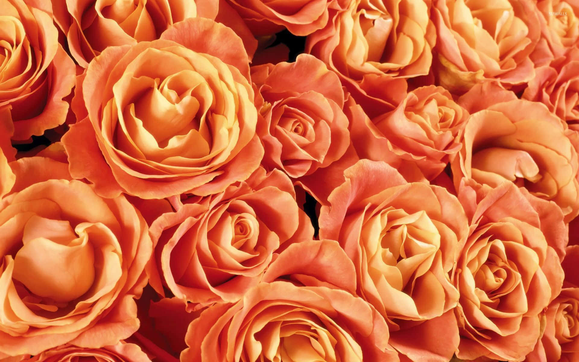 Fields Of Orange Roses Flower Background