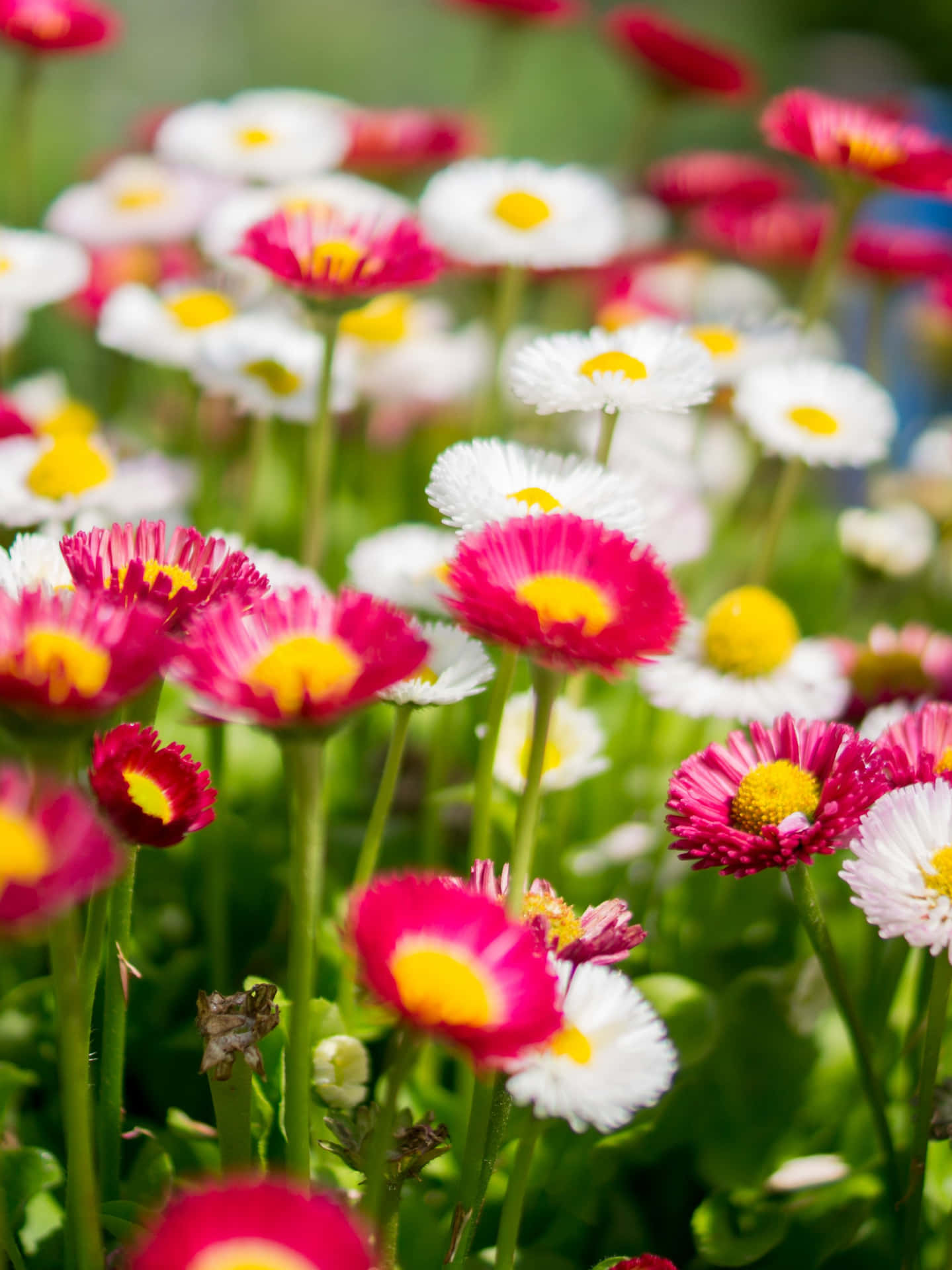 Fields Of Summer Wildflowers Background